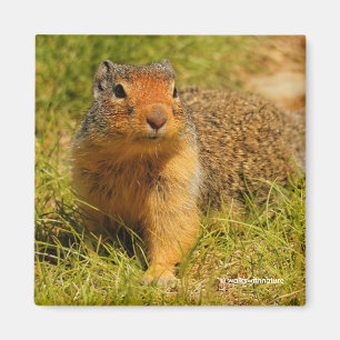 A Twitchy-Nposed Columbian Ground Squirrel Magnet