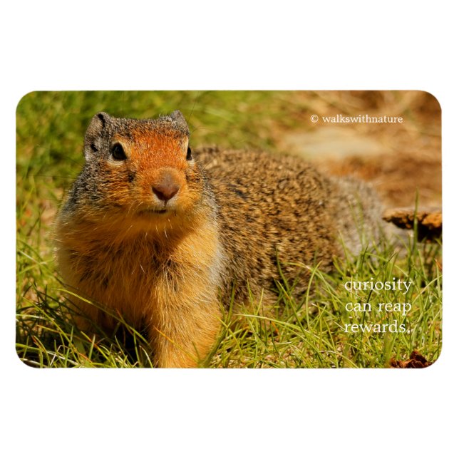 A Twitchy-Nposed Columbian Ground Squirrel Magnet (Horisontell)