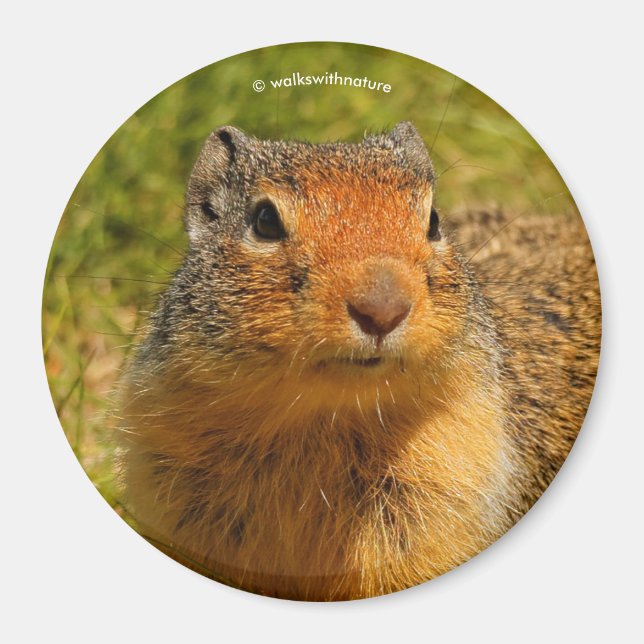 A Twitchy-Nposed Columbian Ground Squirrel Magnet (Framsidan)