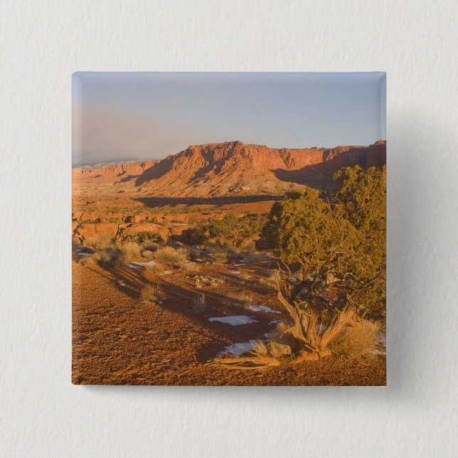 A Utah Juniper Juniperus osteosperma) träd i 2 Knapp (Framsida)