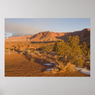 A Utah Juniper Juniperus osteosperma) träd i 2 Poster