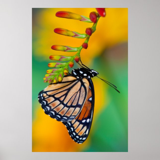 A Viceroy Butterfly on Flowers Poster (Framsidan)