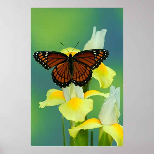 A Viceroy Butterfly på en Gult japansk iris Poster (Framsidan)