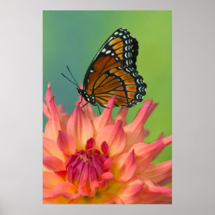 A Viceroy Butterfly på Zinnia Poster