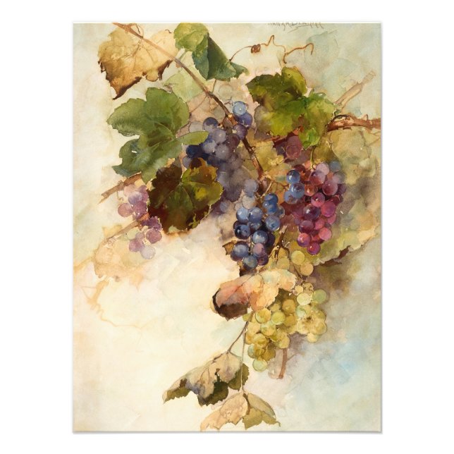 A Vine of Grapes by Franz Bischoff Fototryck (Framsidan)