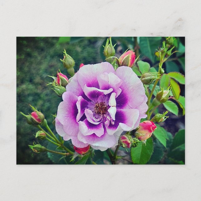 A violet ro vykort (Framsida)