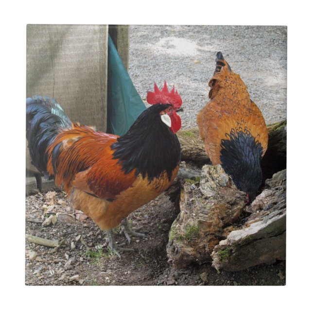 A Vorwerks Chickpar, Tupp och Hen Eating Kakelplatta (Framsidan)