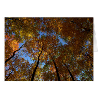 A Walk at Charleston Falls #18 Hälsningskort