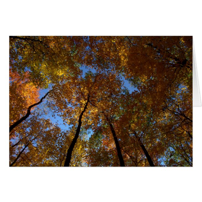 A Walk at Charleston Falls #18 Hälsningskort (Framsidan Horizontal)