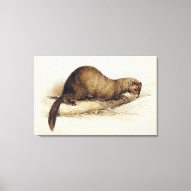 A Weasel, 1832 (w/c, penna, bläck, gouache och tug Canvastryck (Framsida)