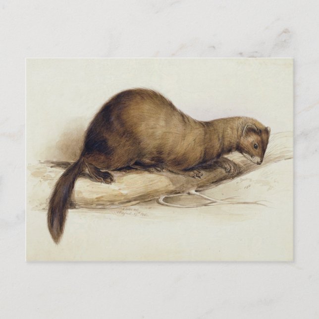 A Weasel, 1832 (w/c, penna, bläck, gouache och tug Vykort (Framsida)