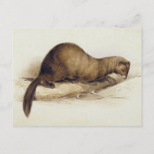 A Weasel, 1832 (w/c, penna, bläck, gouache och tug Vykort