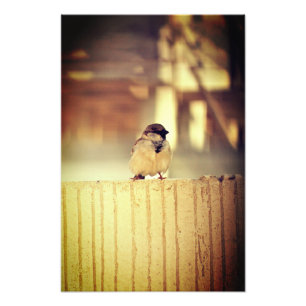 A Wee Sparrow Fototryck
