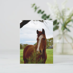 "A Whiff of Nature: A Chestnut Horse and Banksia, Vykort