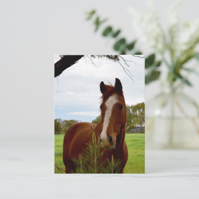 "A Whiff of Nature: A Chestnut Horse and Banksia, Vykort (Stående Fram)