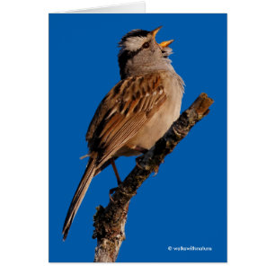 A White-Crowned Sparrow-Sjungorna till Sol Hälsningskort