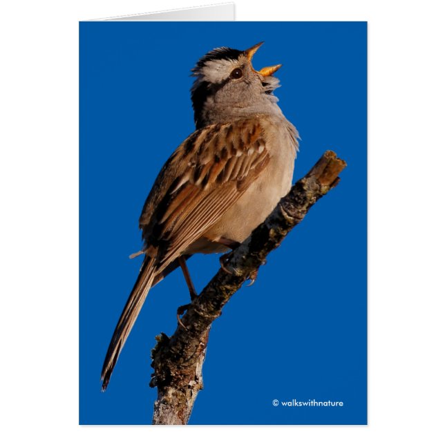 A White-Crowned Sparrow-Sjungorna till Sol Hälsningskort (Framsidan)