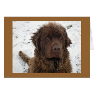 A Winter Posey OBS Kort