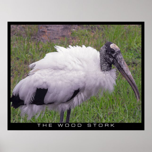 A Wood Stork Poster (Framsidan)