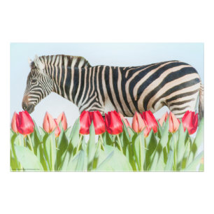 A Zebra bland tulpanerna Fototryck