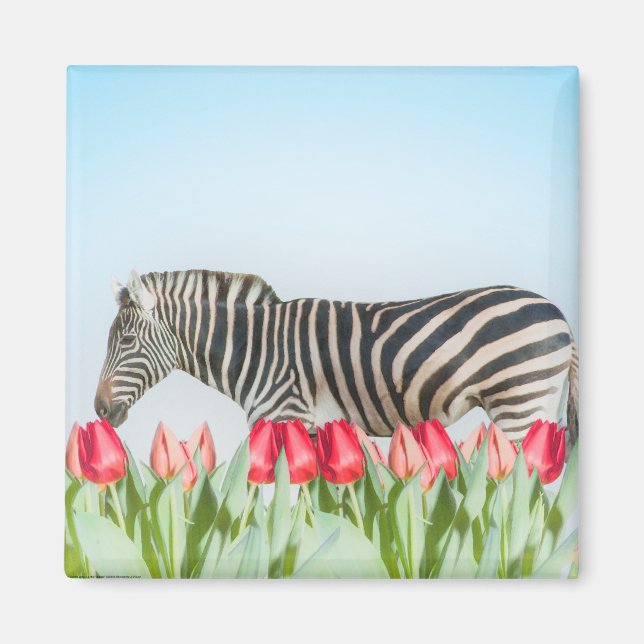 A Zebra bland tulpanerna Magnet (Framsidan)