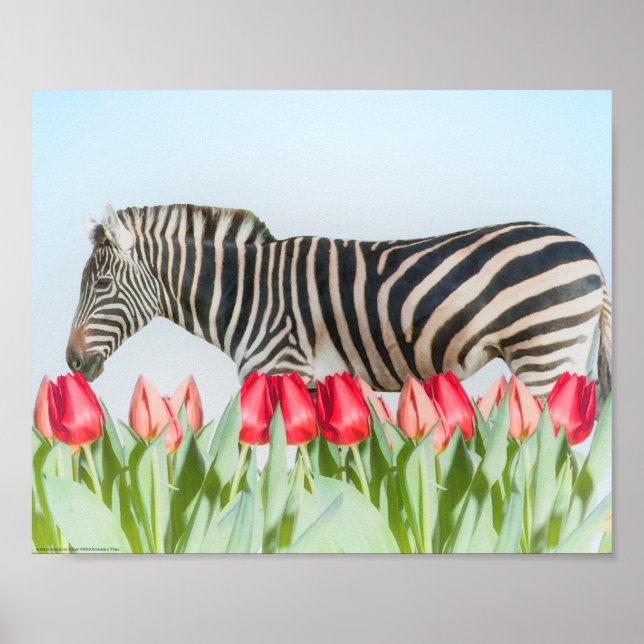 A Zebra bland tulpanerna Poster (Framsidan)