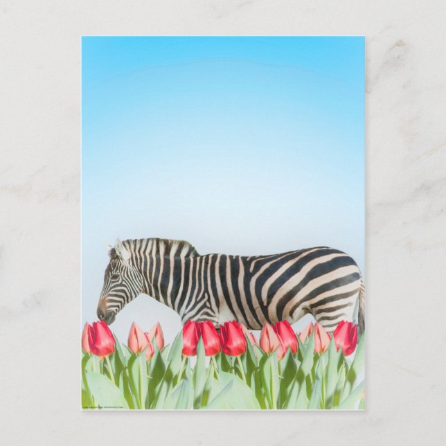 A Zebra bland tulpanerna Vykort (Framsida)