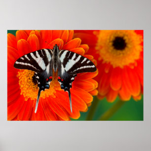 A Zebra Swallowtail Butterfly Poster