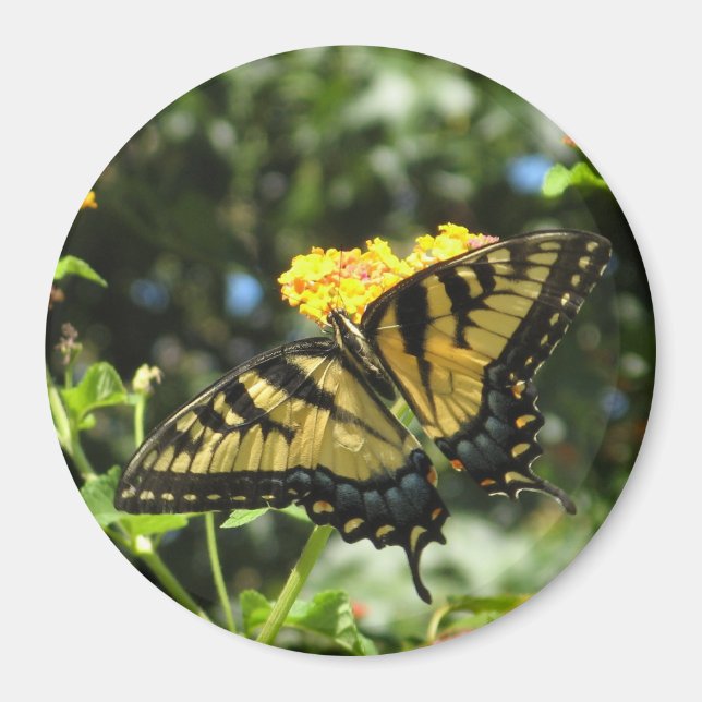 AA- Gult Swallowtail Butterfly Magnet (Framsidan)