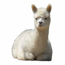 Aah Alpacafotoskulptur