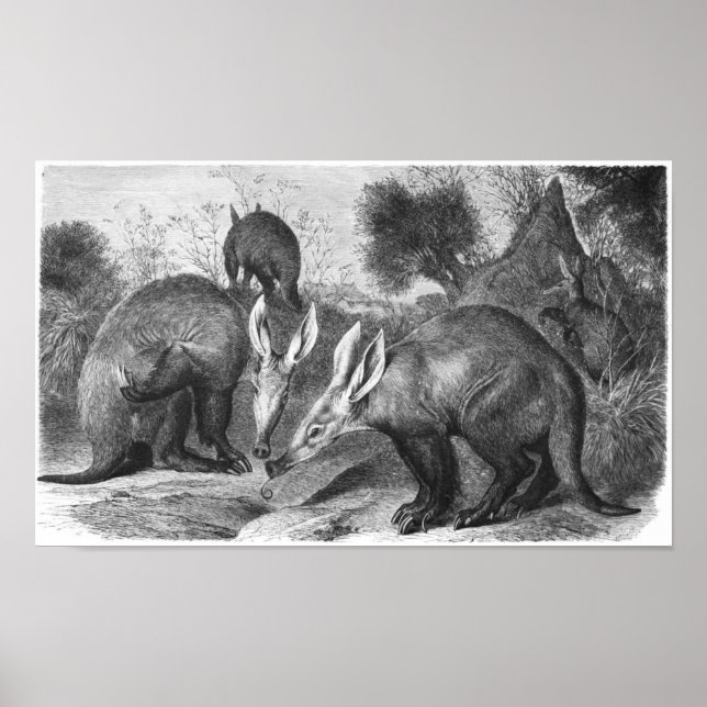 Aardvark - Orycteropus afer Portfolio Poster (Framsidan)