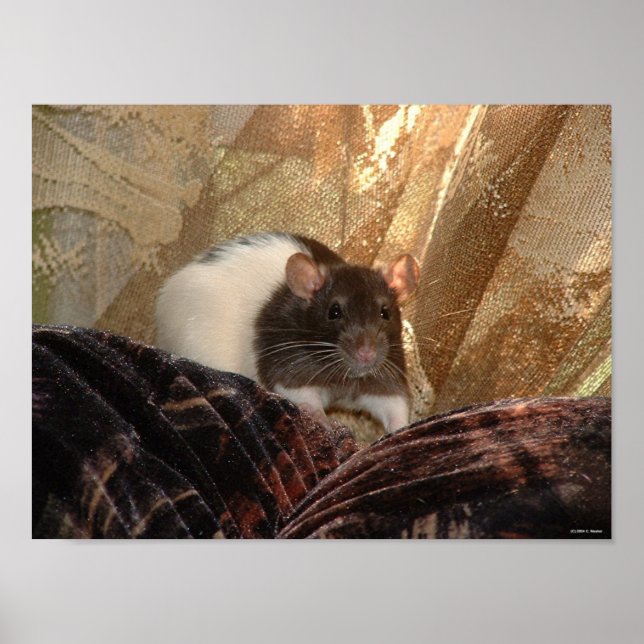 Aardvark Poster (Framsidan)