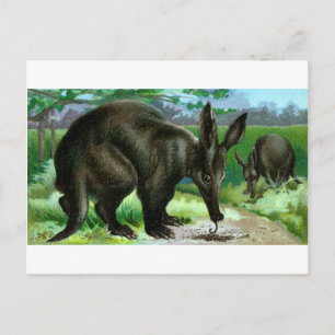 Aardvark Vykort