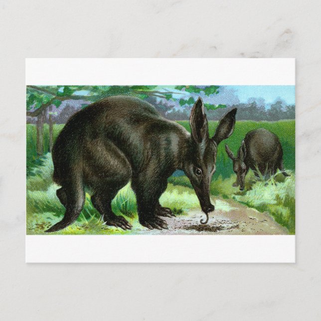 Aardvark Vykort (Framsida)
