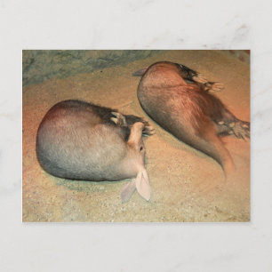 Aardvarks vykort