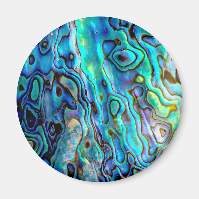 Abalone snäcka  magnet (Framsidan)