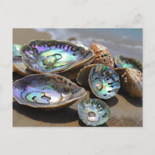 Abalone-Snäckor på strand Vykort