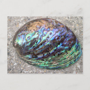 Abalone Vykort