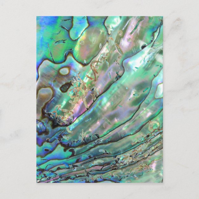 Abalone Vykort (Framsida)