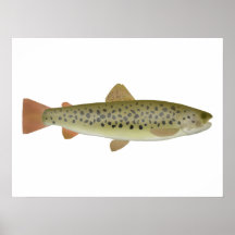 Abant Trout