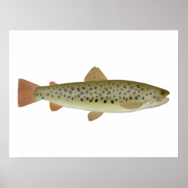 Abant Trout Poster