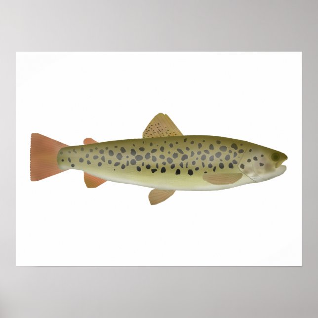 Abant Trout Poster (Framsidan)