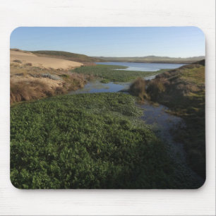 Abbotts Lagoon I vid Point Reyes National Seashore Musmatta