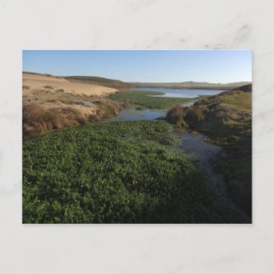 Abbotts Lagoon I vid Point Reyes National Seashore Vykort