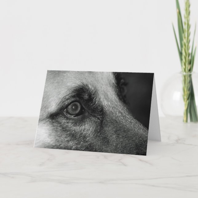Abby German Shephed Watchful Öga Blank Card Kort (Framsida)