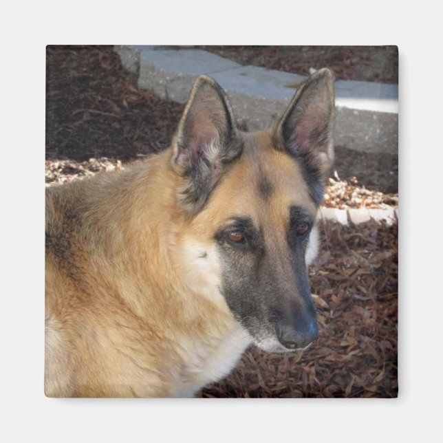 Abby German Shepherd Magnet (Framsidan)