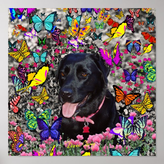 Abby in Butterflies - Svart lab Hund Poster (Framsidan)