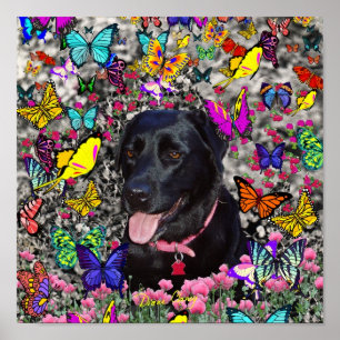 Abby in Butterflies - Svart lab Hund Poster