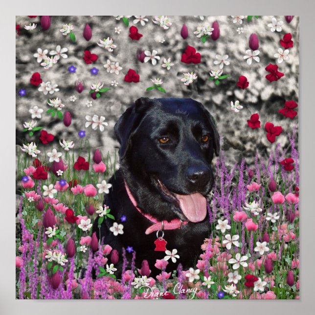Abby in Flowers - Svart lab Hund Poster (Framsidan)