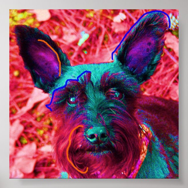 Abby Schnauzer Poster (Framsidan)